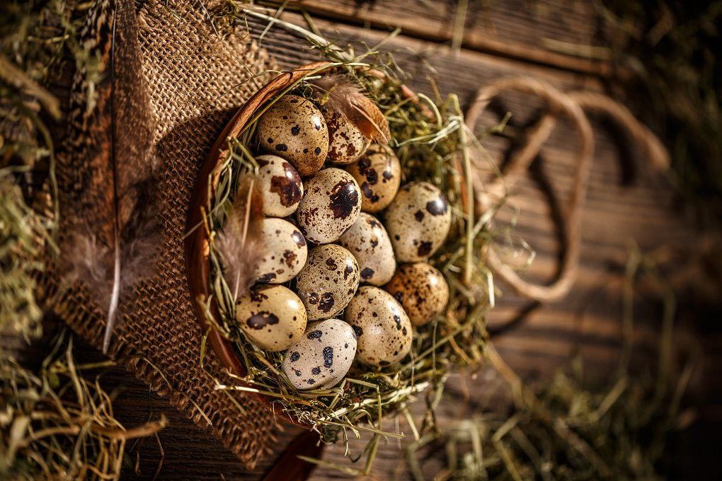 SM Quail Farms — quail eggs handling