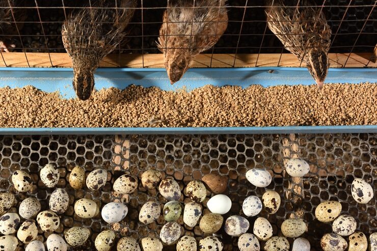 SM Quail Farms — fresh quail eggs