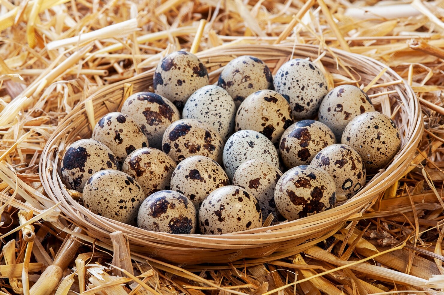 SM Quail Farms — quail farm